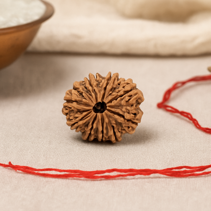 Natural 11 Mukhi Rudraksha (Nepali)