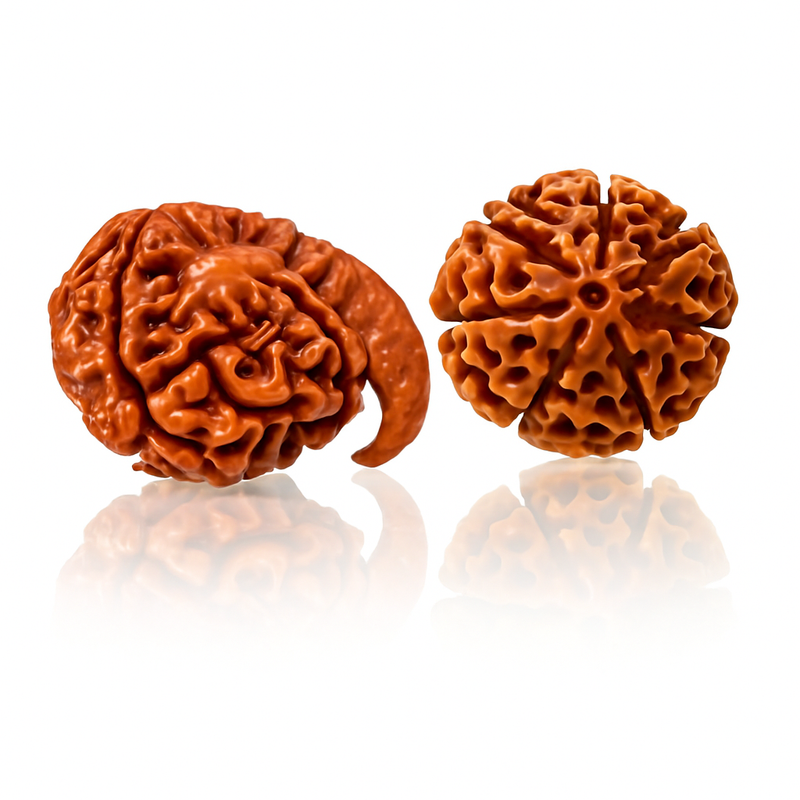 Natural Ganesh Laxmi Rudraksha Samriddhi Kit
