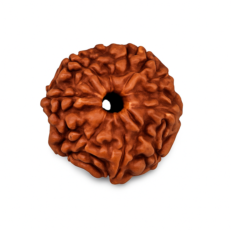 Natural 10 Mukhi Rudraksha (Indo)