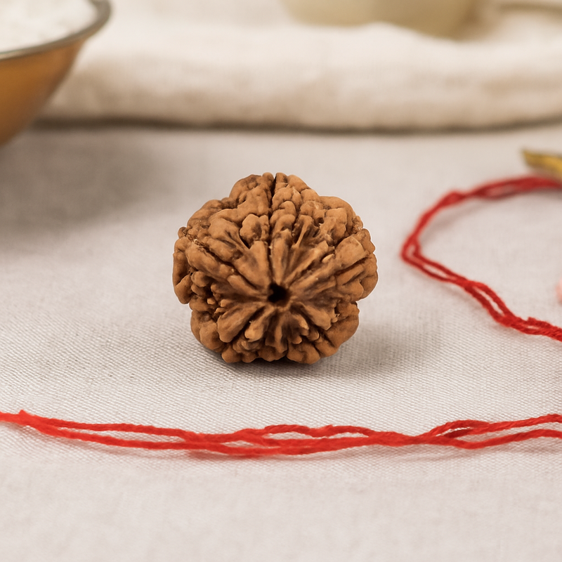 Natural 5 Mukhi Rudraksha ULTRA (Nepali)