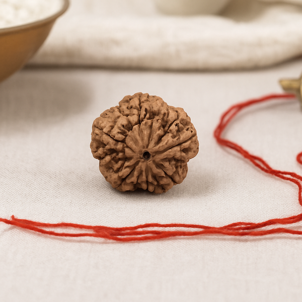 Natural 5 Mukhi Rudraksha (Nepali)