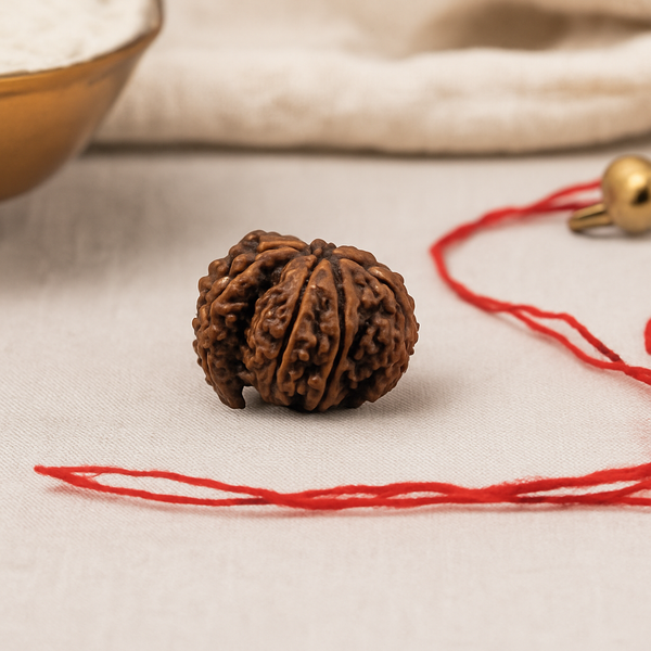 Natural 1 Mukhi Rudraksha Savar (Nepali)