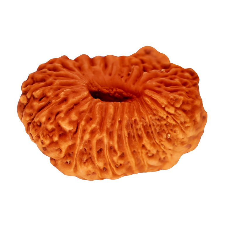Natural 25 Mukhi Rudraksha (Indo)