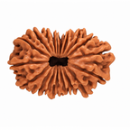 Natural 9 Mukhi Rudraksha (Indo)