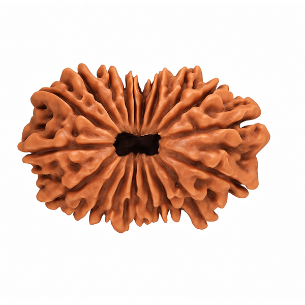 Natural 9 Mukhi Rudraksha (Indo)