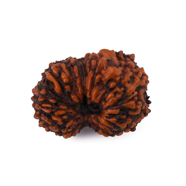 Natural 7 Mukhi Rudraksha (Nepali)