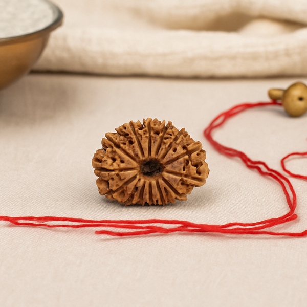 Natural 16 Mukhi Rudraksha (Nepali)