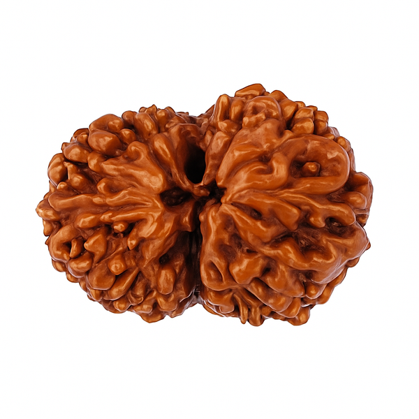 Natural 4 Mukhi Rudraksha (Nepali)