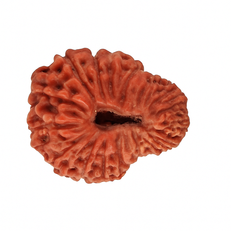Natural 2 Mukhi Rudraksha (Indian)