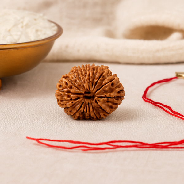 Natural 14 Mukhi Rudraksha (Nepali)