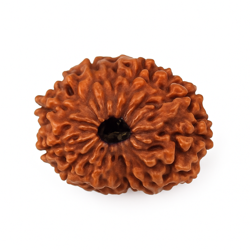 Natural 8 Mukhi Rudraksha (Indo)
