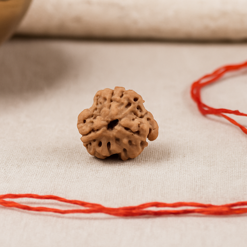 Natural 3 Mukhi Rudraksha (Nepali)