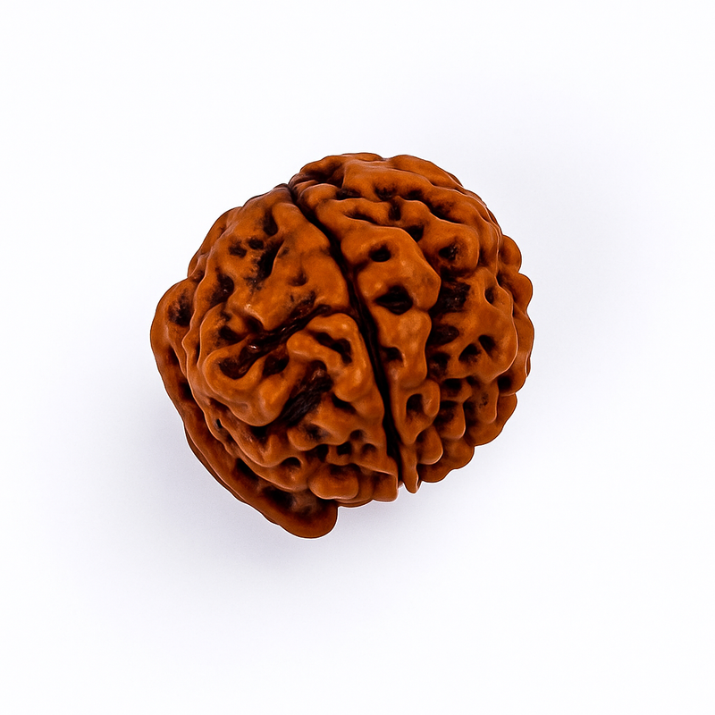 Natural Ganesha Rudraksha