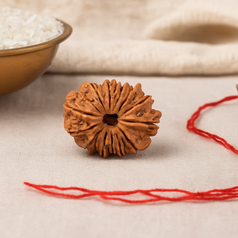 Natural 15 Mukhi Rudraksha (Nepali)