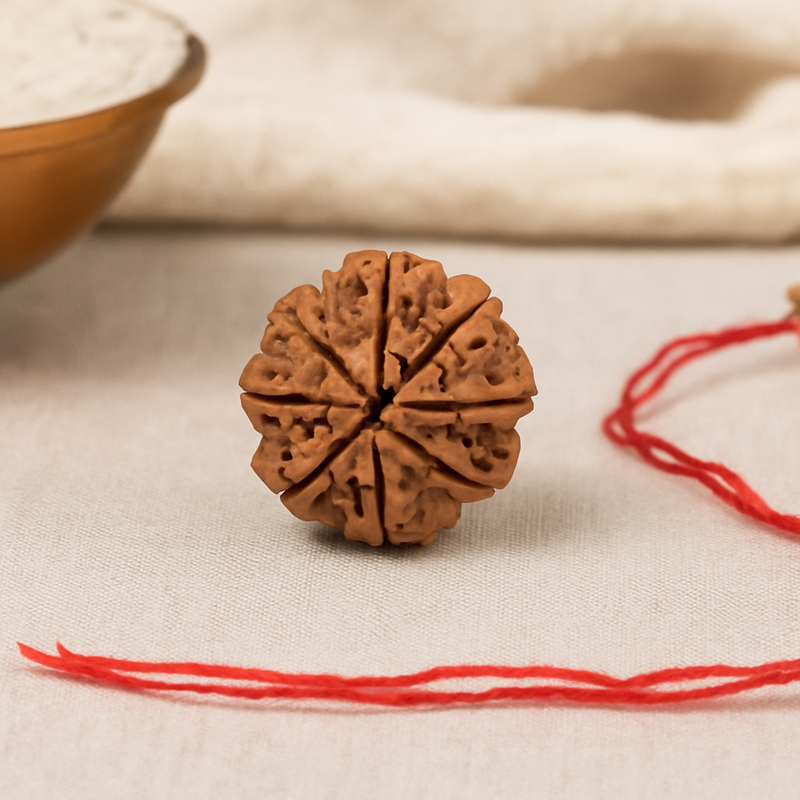 Natural 8 Mukhi Rudraksha (Nepali)