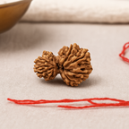 Natural Gauri Shankar Rudraksha