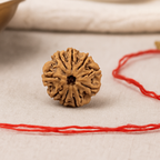 Natural 9 Mukhi Rudraksha (Nepali)