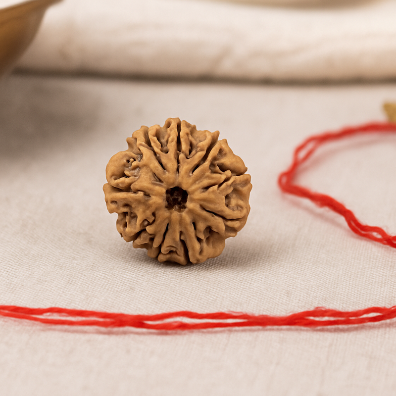 Natural 9 Mukhi Rudraksha (Nepali)