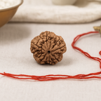 Natural 5 Mukhi Rudraksha (Nepali)