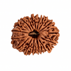 Natural 20 Mukhi Rudraksha (Nepali)