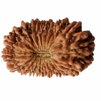 Natural 1 Mukhi Rudraksha (with Silver Pendant) - Indian