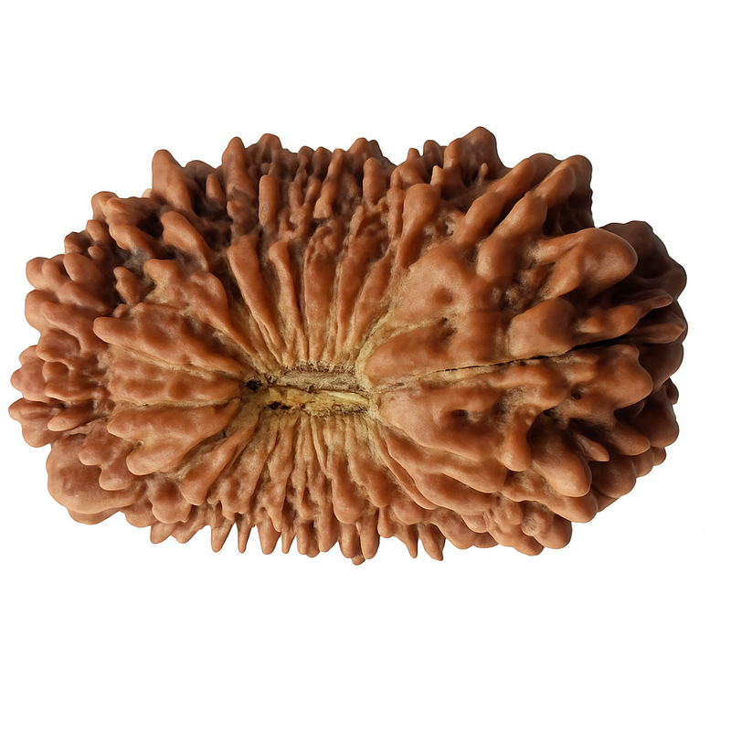 Natural 1 Mukhi Rudraksha (with Silver Pendant) - Indian