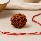 Natural 13 Mukhi Rudraksha (Nepali)