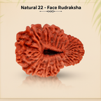 Natural 2 Mukhi Rudraksha (Indian)