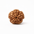 Natural 5 Mukhi Rudraksha (Nepali)