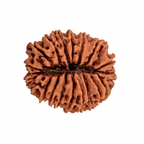 Natural 20 Mukhi Rudraksha (Nepali)