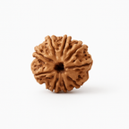 Natural 9 Mukhi Rudraksha (Nepali)