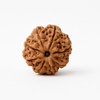 Natural 8 Mukhi Rudraksha (Nepali)