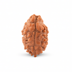 Natural 2 Mukhi Rudraksha (Nepali)