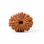 Natural 15 Mukhi Rudraksha (Nepali)