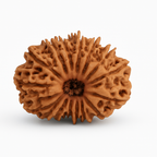 Natural 16 Mukhi Rudraksha (Nepali)