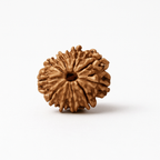 Natural 11 Mukhi Rudraksha (Nepali)