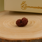 Natural 4 Mukhi Rudraksha (Nepali)