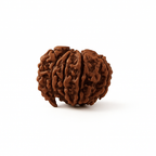 Natural 1 Mukhi Rudraksha Savar (Nepali)