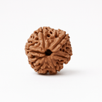 Natural 6 Mukhi Rudraksha (Nepali)