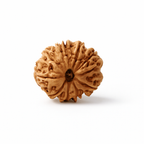 Natural 10 Mukhi Rudraksha (Nepali)