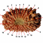 Natural 1 Mukhi Rudraksha (with Silver Pendant) - Indian