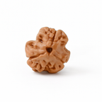 Natural 3 Mukhi Rudraksha (Nepali)