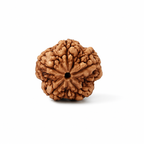 Natural 5 Mukhi Rudraksha ULTRA (Nepali)