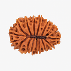 Natural 9 Mukhi Rudraksha (Indo)