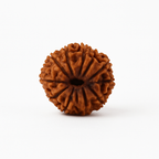 Natural 13 Mukhi Rudraksha (Nepali)
