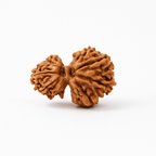 Natural Gauri Shankar Rudraksha
