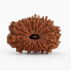 Natural 17 Mukhi Rudraksha (Nepali)