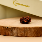Natural 7 Mukhi Rudraksha (Nepali)